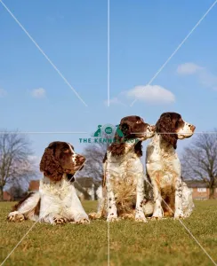 <b class=qtipBold><figcaption>Spaniel-English Springer</figcaption></b><br><br><em>© Diane Pearce Collection / The Kennel Club</em> Spaniel-English Springer