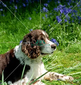 <b class=qtipBold><figcaption>Spaniel-English Springer</figcaption></b><br><br><em>© Diane Pearce Collection / The Kennel Club</em> Spaniel-English Springer