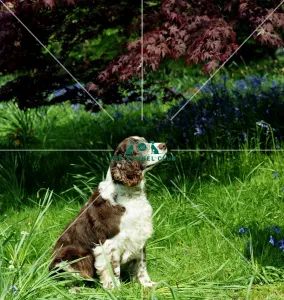 <b class=qtipBold><figcaption>Spaniel-English Springer</figcaption></b><br><br><em>© Diane Pearce Collection / The Kennel Club</em> Spaniel-English Springer