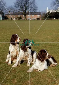 <b class=qtipBold><figcaption>Spaniel (English Springer)</figcaption></b><br><br><em>© Diane Pearce Collection / The Kennel Club</em> Spaniel (English Springer)