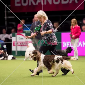 <b class=qtipBold><figcaption>Spaniel (English Springer)</figcaption></b><br>Gundog Group judging<br><em>© Yulia Titovets</em> Spaniel (English Springer)