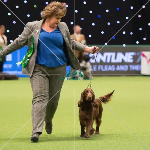 <b class=qtipBold><figcaption>Spaniel (Field)</figcaption></b><br>Gundog Group judging<br><em>© Yulia Titovets </em> Spaniel (Field)