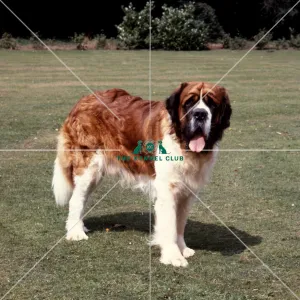 <b class=qtipBold><figcaption>St Bernard</figcaption></b><br><br><em>© Diane Pearce Collection / The Kennel Club</em> St Bernard