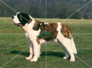<b class=qtipBold><figcaption>St. Bernard</figcaption></b><br><br><em>© Diane Pearce Collection / The Kennel Club</em> St. Bernard
