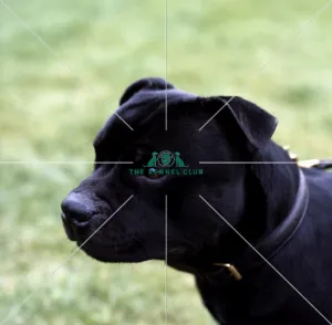 <b class=qtipBold><figcaption>Staffordshire Bull Terrier</figcaption></b><br><br><em>© Diane Pearce Collection / The Kennel Club</em> Staffordshire Bull Terrier