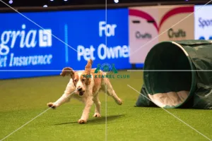 <b class=qtipBold><figcaption>Teams Medium Final</figcaption></b><br><em>© Yulia Titovets / The Kennel Club</em> Teams Medium Final