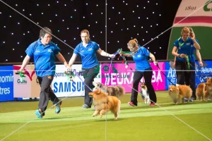 <b class=qtipBold><figcaption>Teams Medium Final - winners</figcaption></b><br><em>© Yulia Titovets / The Kennel Club</em> Teams Medium Final - winners