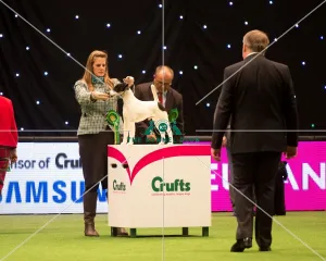<b class=qtipBold><figcaption>Terrier Group</figcaption></b><br><em>© Yulia Titovets / The Kennel Club</em> Terrier Group