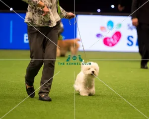 <b class=qtipBold><figcaption>Terrier Group - winner</figcaption></b><br><em>© Yulia Titovets / The Kennel Club</em> Terrier Group - winner