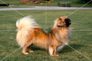 <b class=qtipBold><figcaption>Tibetan Spaniel</figcaption></b><br><br><em>© Diane Pearce Collection / The Kennel Club</em> Tibetan Spaniel
