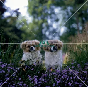 <b class=qtipBold><figcaption>Tibetan Spaniel Puppies</figcaption></b><br><br><em>© Diane Pearce Collection / The Kennel Club</em> Tibetan Spaniel Puppies