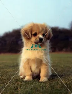<b class=qtipBold><figcaption>Tibetan Spaniel puppy</figcaption></b><br><br><em>© Diane Pearce Collection / The Kennel Club</em> Tibetan Spaniel puppy