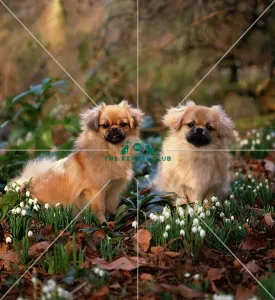 <b class=qtipBold><figcaption>Tibetan Spaniels</figcaption></b><br><br><em>© Diane Pearce Collection / The Kennel Club</em> Tibetan Spaniels