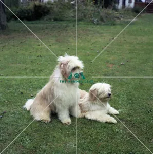 <b class=qtipBold><figcaption>Tibetan Terrier</figcaption></b><br><br><em>© Diane Pearce Collection / The Kennel Club</em> Tibetan Terrier