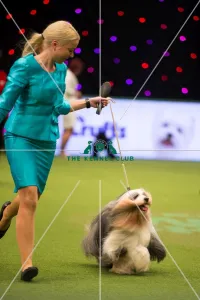 TIBETAN TERRIER Best of Breed Crufts 2017 TIBETAN TERRIER Best of Breed Crufts 2017
