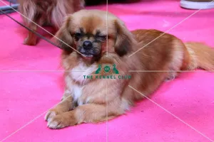 <b class=qtipBold><figcaption>tibetian spaniel</figcaption></b><br><em>© The Kennel Club</em> tibetian spaniel