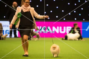 <b class=qtipBold><figcaption>Toy Group 4th</figcaption></b><br><em>© Yulia Titovets / The Kennel Club</em> Toy Group 4th