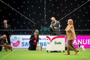 <b class=qtipBold><figcaption>Toy Group judging</figcaption></b><br><em>© Yulia Titovets / The Kennel Club</em> Toy Group judging