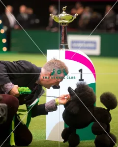 <b class=qtipBold><figcaption>Utility Group winner</figcaption></b><br><em>© Yulia Titovets / The Kennel Club</em> Utility Group winner