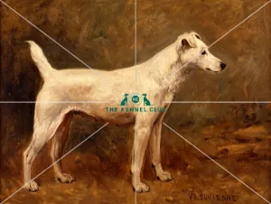 <b class=qtipBold><figcaption>Vesuvienne</figcaption></b><br>Fox Terrier (Wire)<br><em>© The Kennel Club</em> Vesuvienne