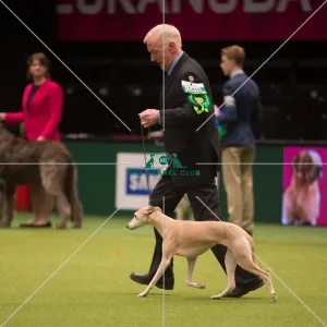 <b class=qtipBold><figcaption>w</figcaption></b><br><em>© Yulia Titovets / The Kennel Club</em> w