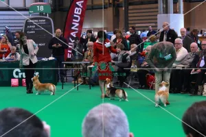 <b class=qtipBold><figcaption>welsh corgi</figcaption></b><br><em>© The Kennel Club</em> welsh corgi