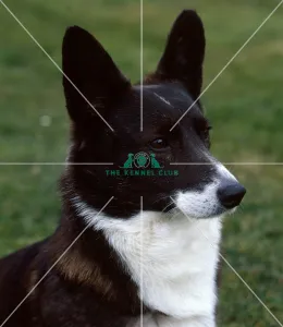 <b class=qtipBold><figcaption>Welsh Corgi (Cardigan)</figcaption></b><br><br><em>© Diane Pearce Collection / The Kennel Club</em> Welsh Corgi (Cardigan)