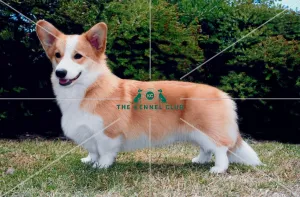 <b class=qtipBold><figcaption>Welsh Corgi (Pembroke)</figcaption></b><br><br><em>© Diane Pearce Collection / The Kennel Club</em> Welsh Corgi (Pembroke)