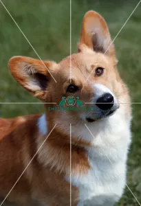 <b class=qtipBold><figcaption>Welsh Corgi (Pembroke)</figcaption></b><br><br><em>© Diane Pearce Collection / The Kennel Club</em> Welsh Corgi (Pembroke)