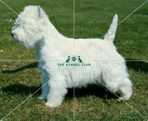 <b class=qtipBold><figcaption>West Highland White Terrier</figcaption></b><br><br><em>© Diane Pearce Collection / The Kennel Club</em> West Highland White Terrier