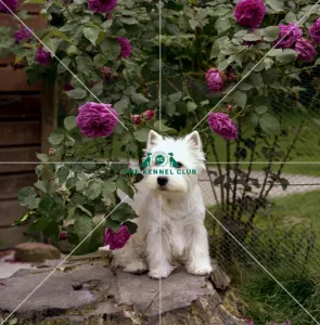 <b class=qtipBold><figcaption>West Highland White Terrier</figcaption></b><br><br><em>© Diane Pearce Collection / The Kennel Club</em> West Highland White Terrier