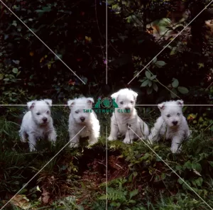 <b class=qtipBold><figcaption>west highland white terrier puppies</figcaption></b><br><br><em>© Diane Pearce Collection / The Kennel Club</em> west highland white terrier puppies