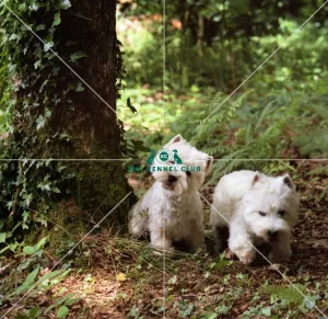 <b class=qtipBold><figcaption>West Highland White Terriers</figcaption></b><br><br><em>© Diane Pearce Collection / The Kennel Club</em> West Highland White Terriers