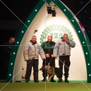 <b class=qtipBold><figcaption>West Midlands Police Display</figcaption></b><br><em>© Yulia Titovets / The Kennel Club</em> West Midlands Police Display