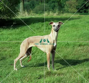 <b class=qtipBold><figcaption>Whippet</figcaption></b><br><br><em>© Diane Pearce Collection / The Kennel Club</em> Whippet