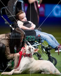 <b class=qtipBold><figcaption>winner</figcaption></b><br><em>© Yulia Titovets / The Kennel Club</em> winner