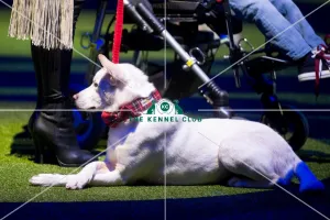 <b class=qtipBold><figcaption>winner</figcaption></b><br><em>© Yulia Titovets / The Kennel Club</em> winner