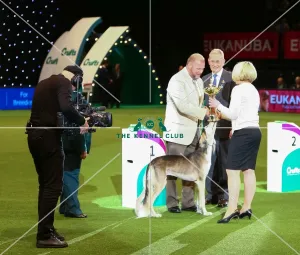 <b class=qtipBold><figcaption>Winner ceremony - Trine Haga</figcaption></b><br>Winner ceremony - Trine Haga Behind scene<br><em>© Roger Sjolstad / The Kennel Club</em> Winner ceremony - Trine Haga