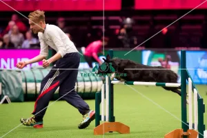 <b class=qtipBold><figcaption>winner large KC Novice Cup</figcaption></b><br><em>© Yulia Titovets / The Kennel Club</em> winner large KC Novice Cup