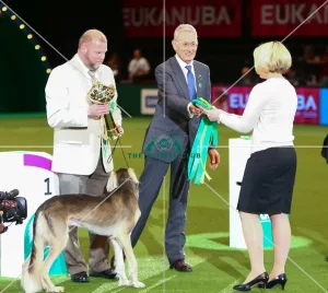 <b class=qtipBold><figcaption>Winner ribbon. Trine Haga</figcaption></b><br><em>© Roger Sjolstad / The Kennel Club</em> Winner ribbon. Trine Haga