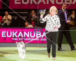 <b class=qtipBold><figcaption>Winner of Scruffts 2015 Golden Oldie</figcaption></b> Winner of Scruffts 2015 Golden Oldie