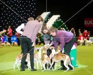 <b class=qtipBold><figcaption>Winner Whippets</figcaption></b> Winner Whippets