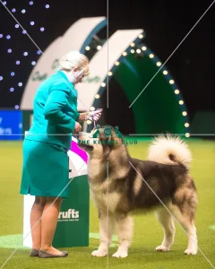 <b class=qtipBold><figcaption>Winner Working Group 1st place</figcaption></b><br><em>© Yulia Titovets / The Kennel Club</em> Winner Working Group 1st place