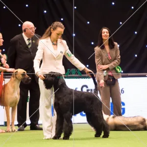 <b class=qtipBold><figcaption>Working Group</figcaption></b><br><em>© Yulia Titovets / The Kennel Club</em> Working Group