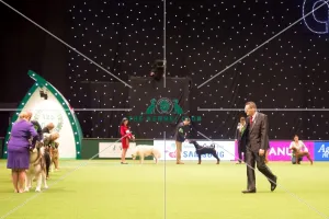 <b class=qtipBold><figcaption>Working Group judging</figcaption></b><br><em>© Yulia Titovets / The Kennel Club</em> Working Group judging
