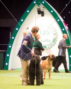 <b class=qtipBold><figcaption>Working Group- winner</figcaption></b><br><em>© Yulia Titovets / The Kennel Club</em> Working Group- winner