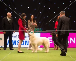 <b class=qtipBold><figcaption>Working Group Working Group</figcaption></b><br><em>© Yulia Titovets / The Kennel Club</em> Working Group Working Group