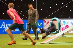 <b class=qtipBold><figcaption>YKC Agility dog of the year</figcaption></b><br><em>© Yulia Titovets / The Kennel Club</em> YKC Agility dog of the year