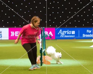 <b class=qtipBold><figcaption>YKC agility dog of the year winner</figcaption></b><br><em>© Yulia Titovets / The Kennel Club</em> YKC agility dog of the year winner