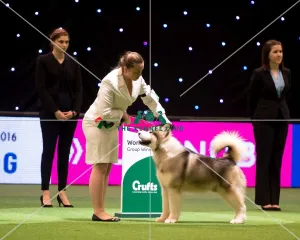 <b class=qtipBold><figcaption>YKC Stakes</figcaption></b><br><em>© Yulia Titovets / The Kennel Club</em> YKC Stakes